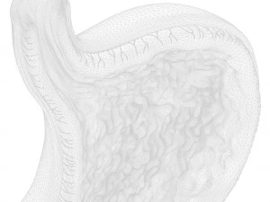 Human Stomach Cross Section 3D Model