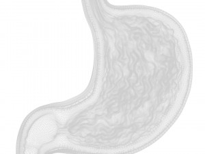 Human Stomach Cross Section 3D Model