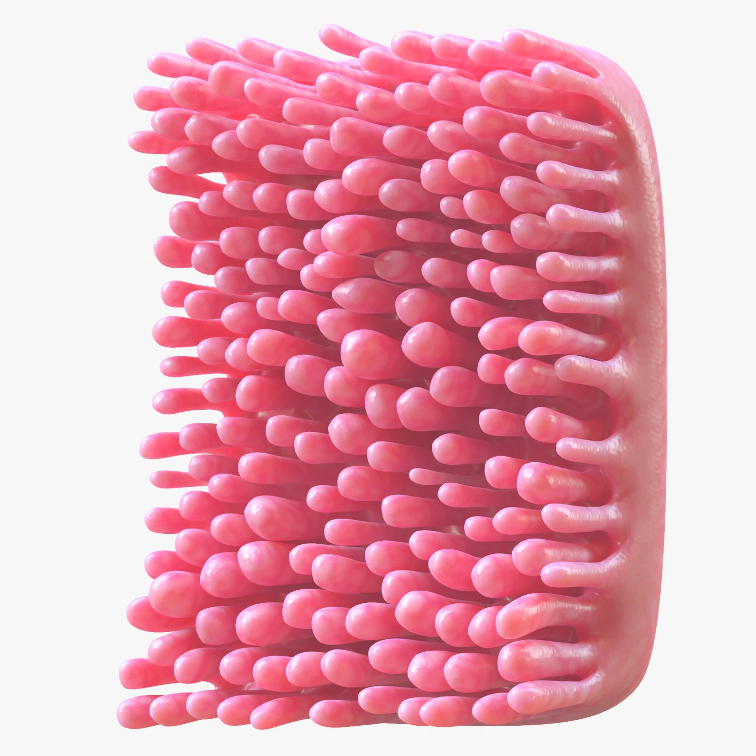 Intestinal Villi 3D Model .c4d .max .obj .3ds .fbx .stl .blend 