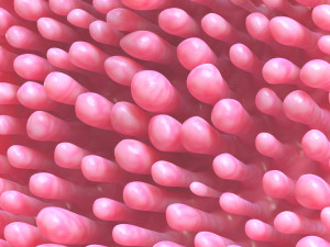 Intestinal Villi 3D Modell