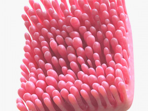 Intestinal Villi 3D Modell