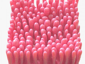 Intestinal Villi 3D Modell