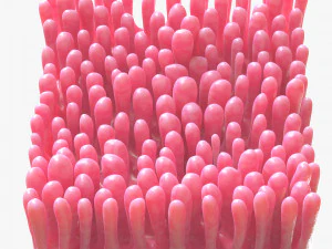 Intestinal Villi 3D Model