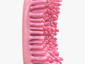 Intestinal Villi 3D Modell