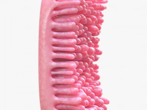 Intestinal Villi 3D Model