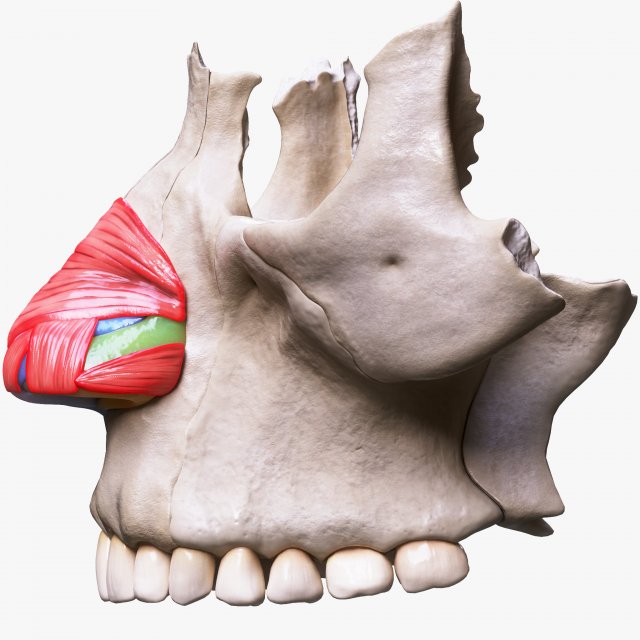 Nasal Human Anatomy Structure Modello 3D .c4d .max .obj .3ds .fbx .stl .blend 