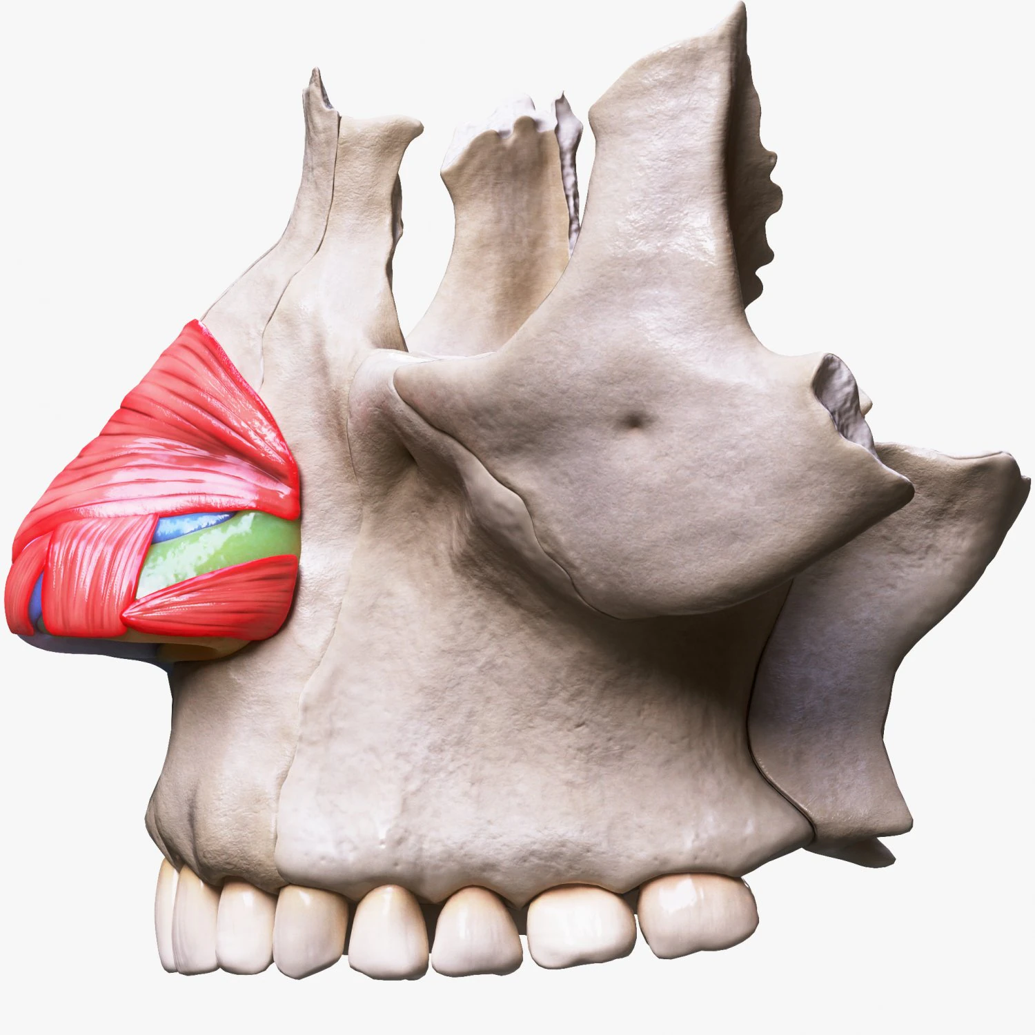 Nasal Human Anatomy Structure 3D Model .c4d .max .obj .3ds .fbx .stl .blend 