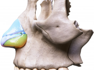 Nasal Human Anatomy Structure Modello 3D