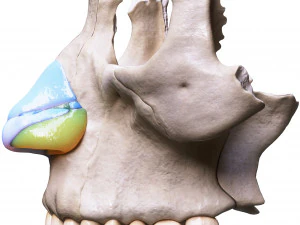 Nasal Human Anatomy Structure 3D Model