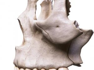 Nasal Human Anatomy Structure 3D Model