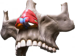 Nasal Human Anatomy Structure 3D Model