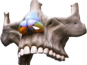 Nasal Human Anatomy Structure Modello 3D