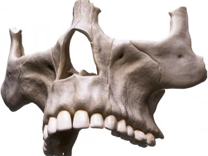 Nasal Human Anatomy Structure 3D Model