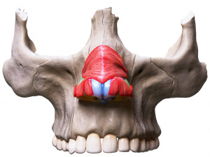 Nasal Human Anatomy Structure Modello 3D