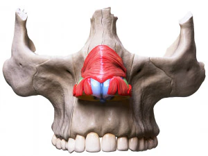 Nasal Human Anatomy Structure 3D Model