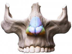 Nasal Human Anatomy Structure Modello 3D