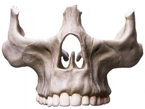Nasal Human Anatomy Structure 3D Model