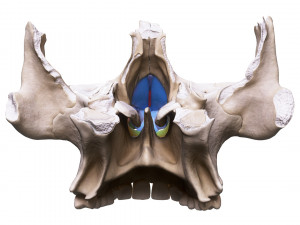 Nasal Human Anatomy Structure Modello 3D