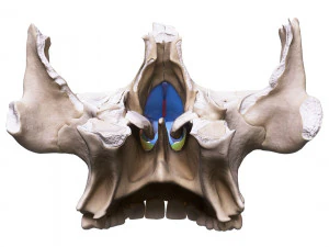 Nasal Human Anatomy Structure 3D Model