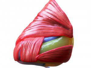 Nasal Human Anatomy Structure Modello 3D