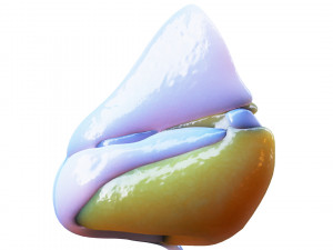Nasal Human Anatomy Structure Modello 3D