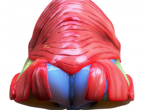 Nasal Human Anatomy Structure Modello 3D