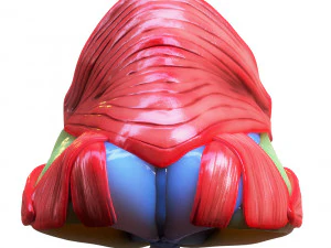 Nasal Human Anatomy Structure 3D Model