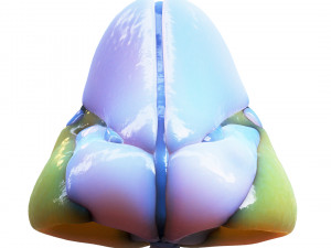 Nasal Human Anatomy Structure Modello 3D