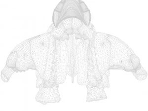 Nasal Human Anatomy Structure 3D Model