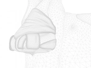 Nasal Human Anatomy Structure 3D Model