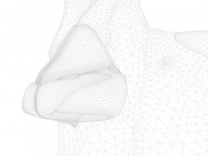 Nasal Human Anatomy Structure Modello 3D
