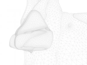 Nasal Human Anatomy Structure 3D Model