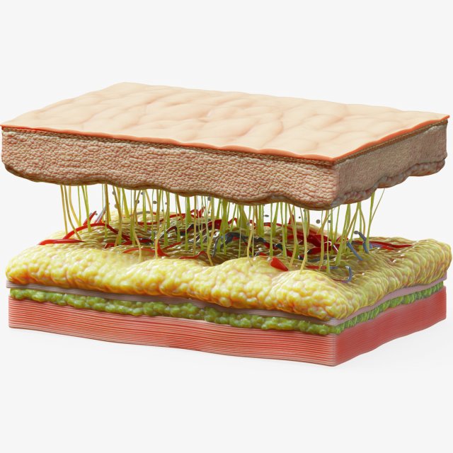 Skin Cross Section 3D Model .c4d .max .obj .3ds .fbx .stl .blend