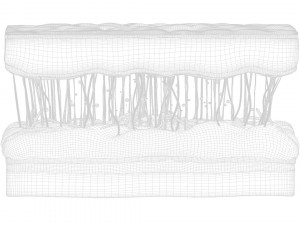 Skin Cross Section 3D Model