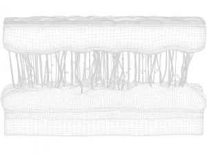 Secci&oacute;n transversal de la piel Modelo 3D