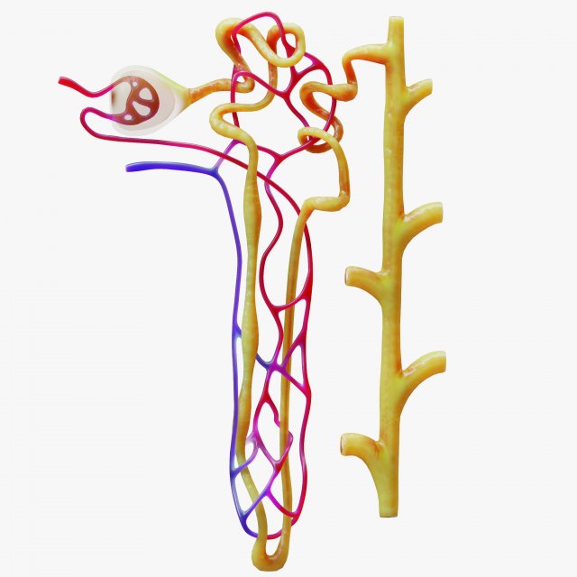 Kidney Nephron Modelo 3D .c4d .max .obj .3ds .fbx .stl .blend 
