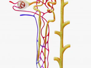 Nier Nefron 3D Model