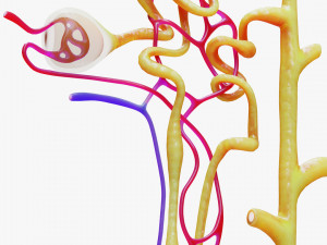 Kidney Nephron Modelo 3D