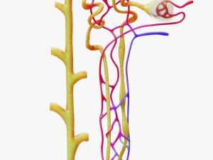 Kidney Nephron Modelo 3D