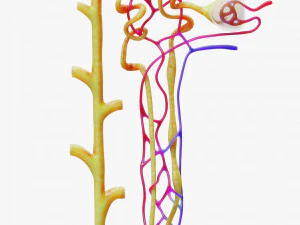 Nefrone renale Modello 3D