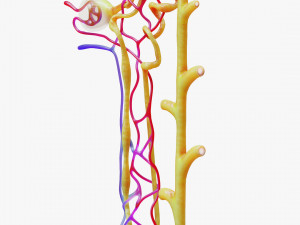 Kidney Nephron Modelo 3D