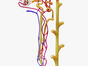 Kidney Nephron Modelo 3D
