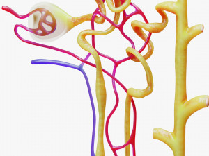 Kidney Nephron Modelo 3D