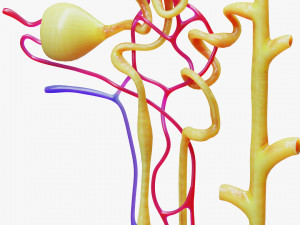 Kidney Nephron Modelo 3D