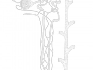 Kidney Nephron Modelo 3D