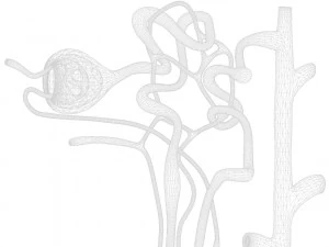 Nefrone renale Modello 3D