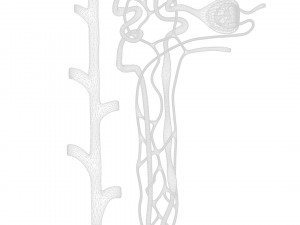 Kidney Nephron Modelo 3D