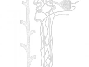 Nefrone renale Modello 3D