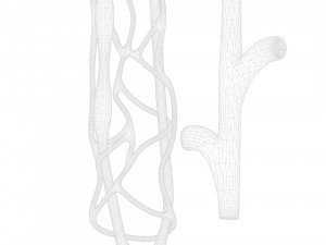 Kidney Nephron Modelo 3D