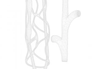 Nefrone renale Modello 3D